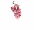 Ορχιδέα φαλένοψις hot pink, 94cm
