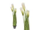 Monkey grass x 3 σε κασπώ,85cm