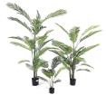 Φοίνικας Areca σε κασπώ, 120cm