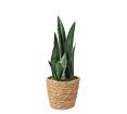 Φυτό σανσεβιέρια σε ψάθινο κασπώ 38cm