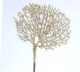 Κλαδί κοράλι σαμπανι 55cm