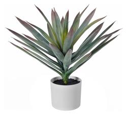 Φυτό Αγαύη σε λευκό κασπό 50cm