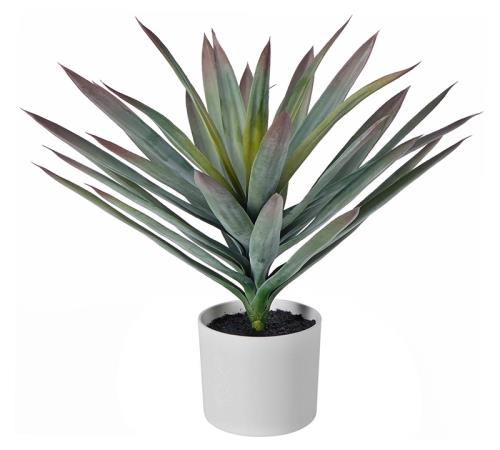 Φυτό Αγαύη σε λευκό κασπό 50cm