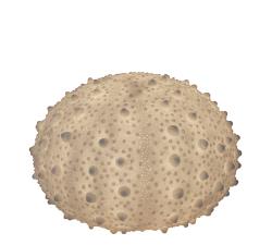 Επιτραπέζιο φωτιστικό αχινός, 34*23.2cm