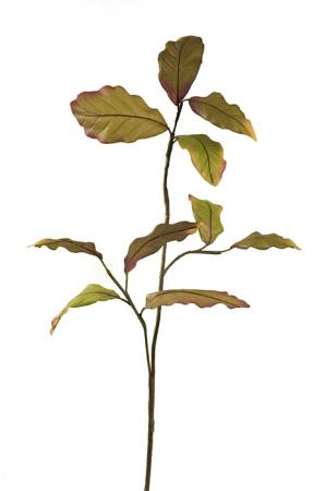 Κλαρί με Φύλλα Μανόλιας Λαδί/Καφέ 90cm