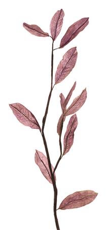 Φύλλα Μανόλιας Ροζ/Μωβ 105cm