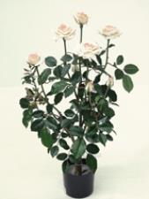 Τριανταφυλλιά Vendela  X 9 Τριαντάφυλλα 70cm