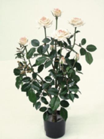 Τριανταφυλλιά Vendela  X 9 Τριαντάφυλλα 70cm