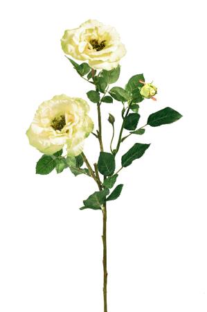 Τριαντάφυλλο "Isabel" X 3 σε χρώμα Lime