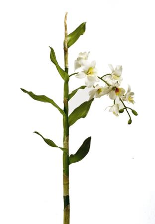 Ορχιδέα Dendrobium με βολβό 75cm