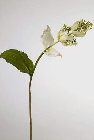 Κλαρί "Medinila" Λευκό/Πράσινο 