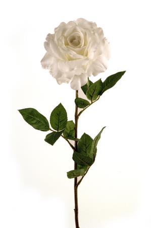 Τριαντάφυλλο Georgia σε Λευκό χρώμα