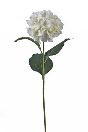 Ορτανσία Λευκό/πράσινο,60cm