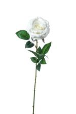 Τριαντάφυλλο Laura Λευκό χρ.78cm