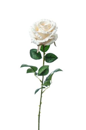 Τριαντάφυλλο Laura Champagne χρ.78cm