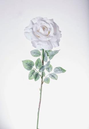 Τριαντάφυλλο Georgia με πάγο "Λευκό".78cm