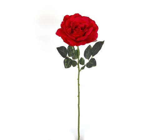 Τριαντάφυλλο Georgia κόκκινο 85cm