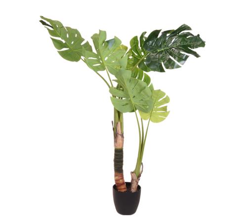 Διπλό φυτό Μονστέρα σε γλάστρα 130cm