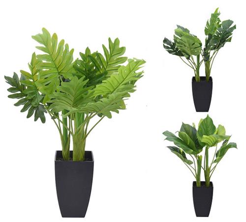 Φυτά εσωτ.χώρου με κασπώ σε 3 ανάμικτα σχ., (Αλοκάσια,Φιλόδενδρο,Μονστέρα), 85cm