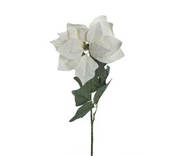 Αλεξανδρινό λουλούδι λευκό με πάγο