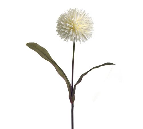 Λουλούδι Άλιουμ σε κρεμ χρ.