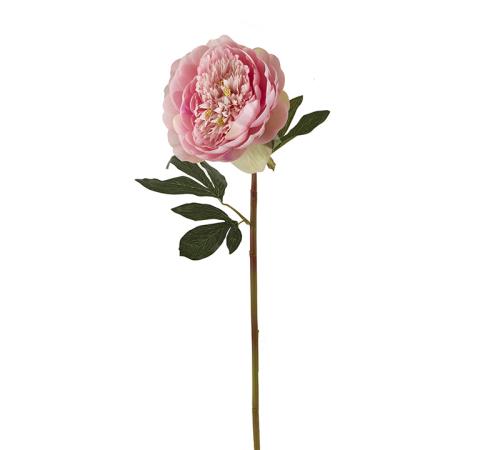 Παιώνια Lactiflora, ροζ, 65cm