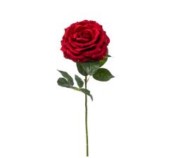 Κόκκινο τριαντάφυλλο, 78cm