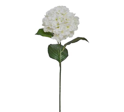 Ορτανσία λευκή, 72cm