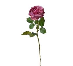 English rose φούξια, 76cm