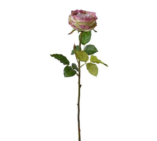 English rose ροζ/πράσινο, 76cm