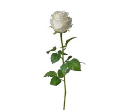 Τριαντάφυλλο μπουμπούκι κρεμ,71cm