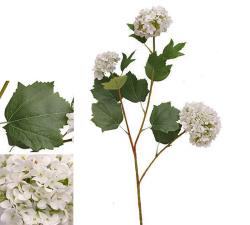 Ορτανσία Garden x 3 λουλούδια λευκό χρ.,81cm