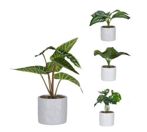 Mini φυτά εσωτ.χώρου σε λευκό κεραμικό κασπώ,4σχ.,11x25cm