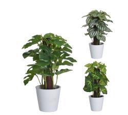 Mini φυτά εσωτ.χώρου σε λευκή γλάστρα ,3σχ.,10x25cm