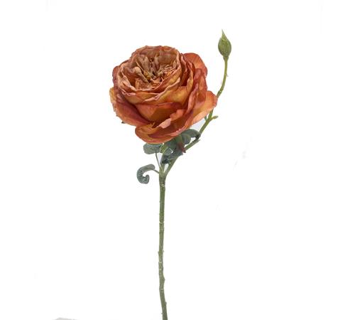 Τριαντάφυλλο Elisabeth, χρώμα "καμένο πορτοκαλί",44cm